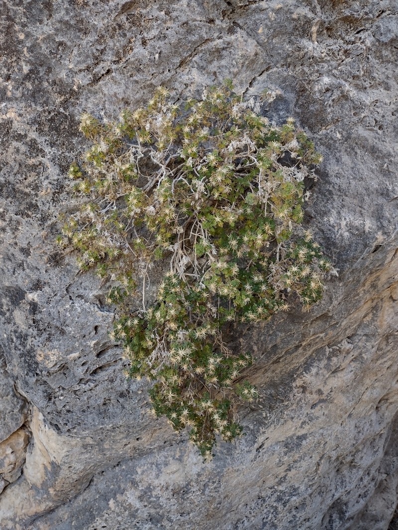 Dissected Rockdaisy photo 7
