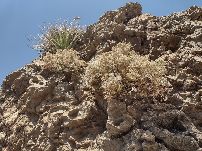 Dissected Rockdaisy photo 8