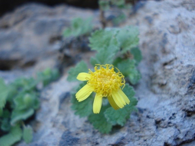 Laphamia gentryi
