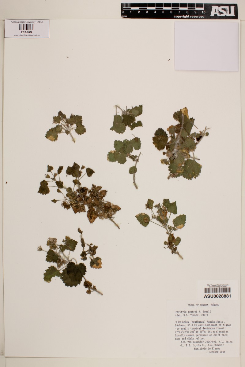 Laphamia gentryi photo 3