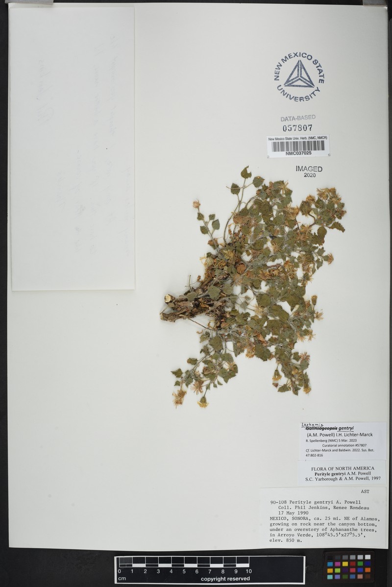Laphamia gentryi photo 4