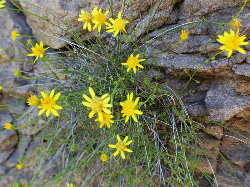 Gila Rockdaisy