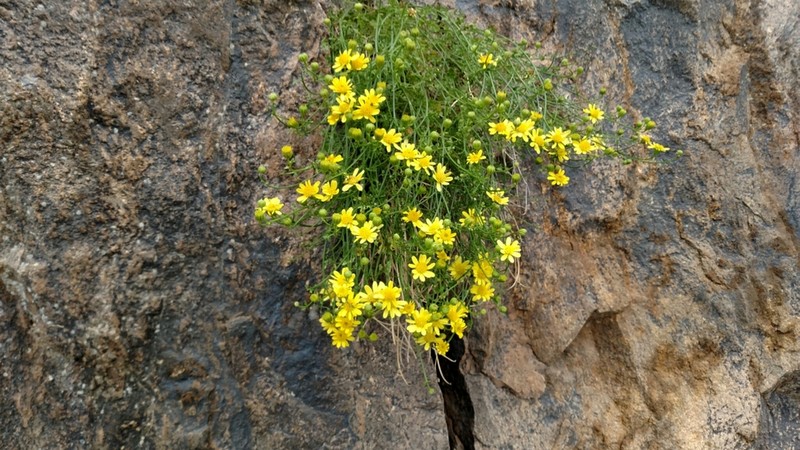 Gila Rockdaisy photo 3