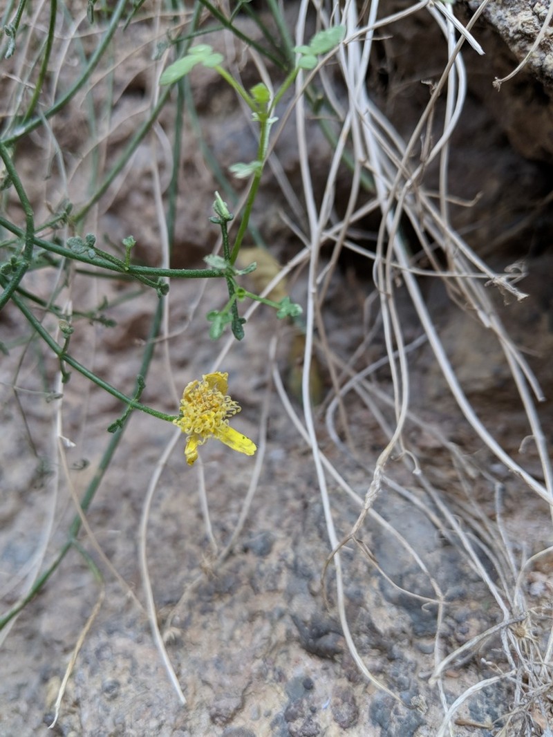 Gila Rockdaisy photo 4