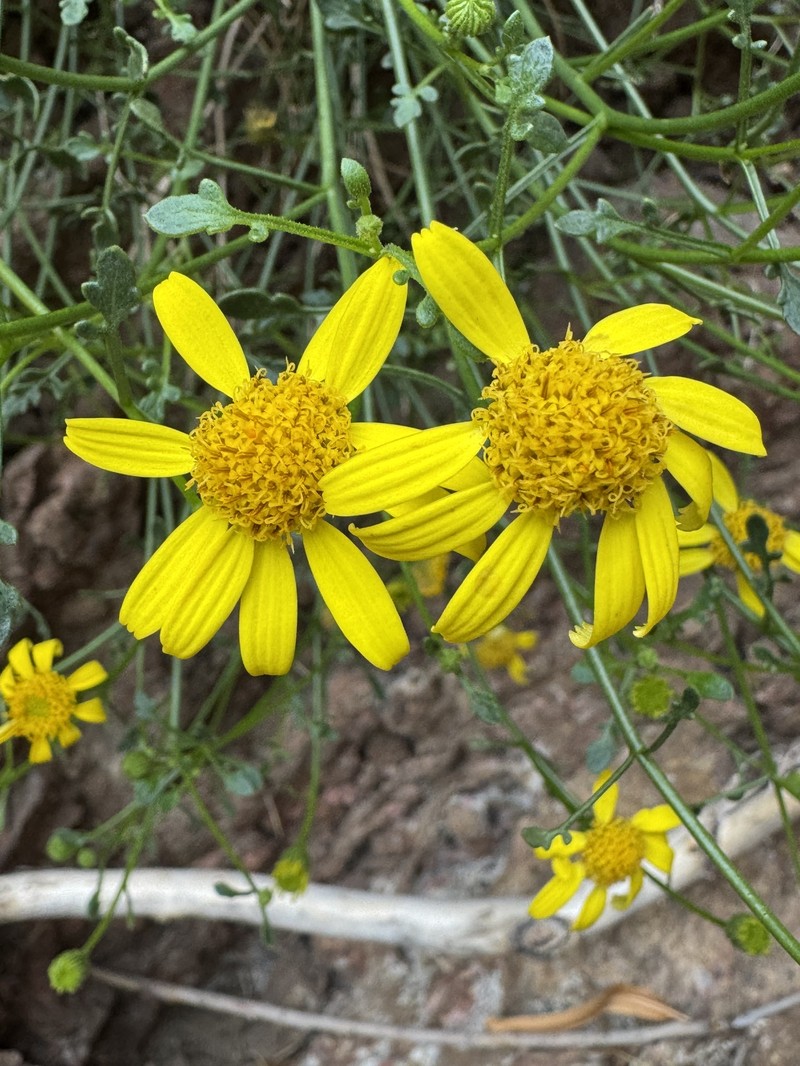 Laphamia gilensis var. gilensis