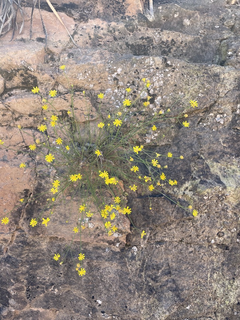 Laphamia gilensis var. gilensis photo 2