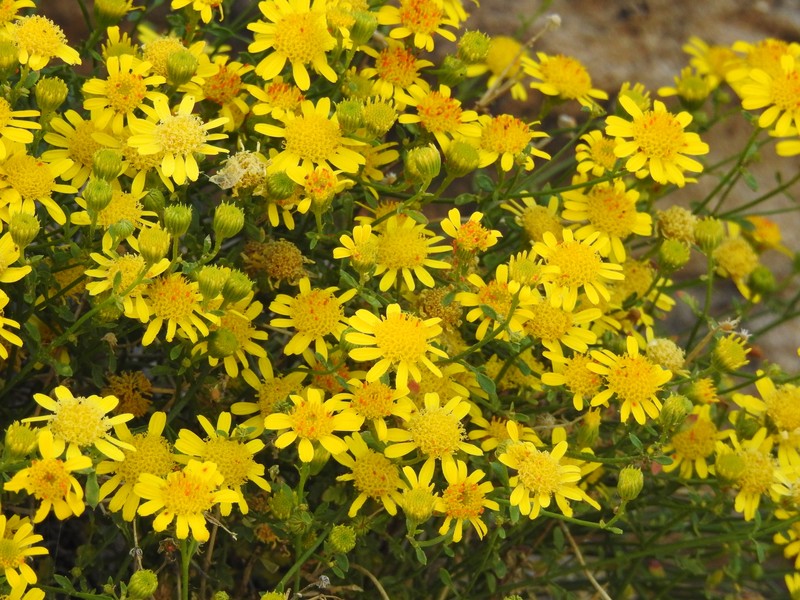 Laphamia gilensis var. gilensis photo 3
