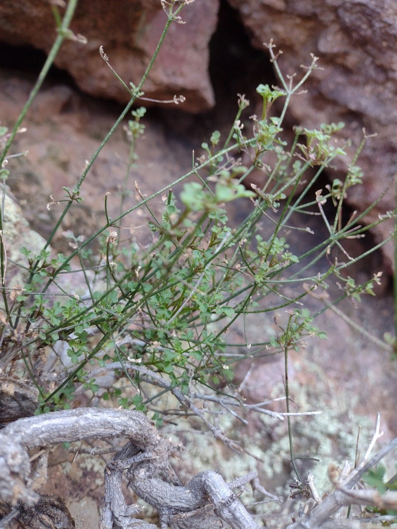 Laphamia gilensis var. gilensis photo 4