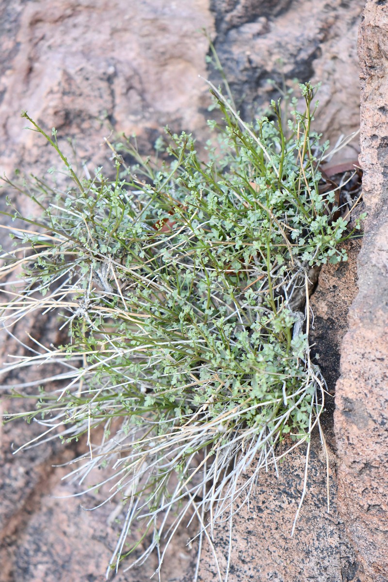 Laphamia gilensis var. gilensis photo 5