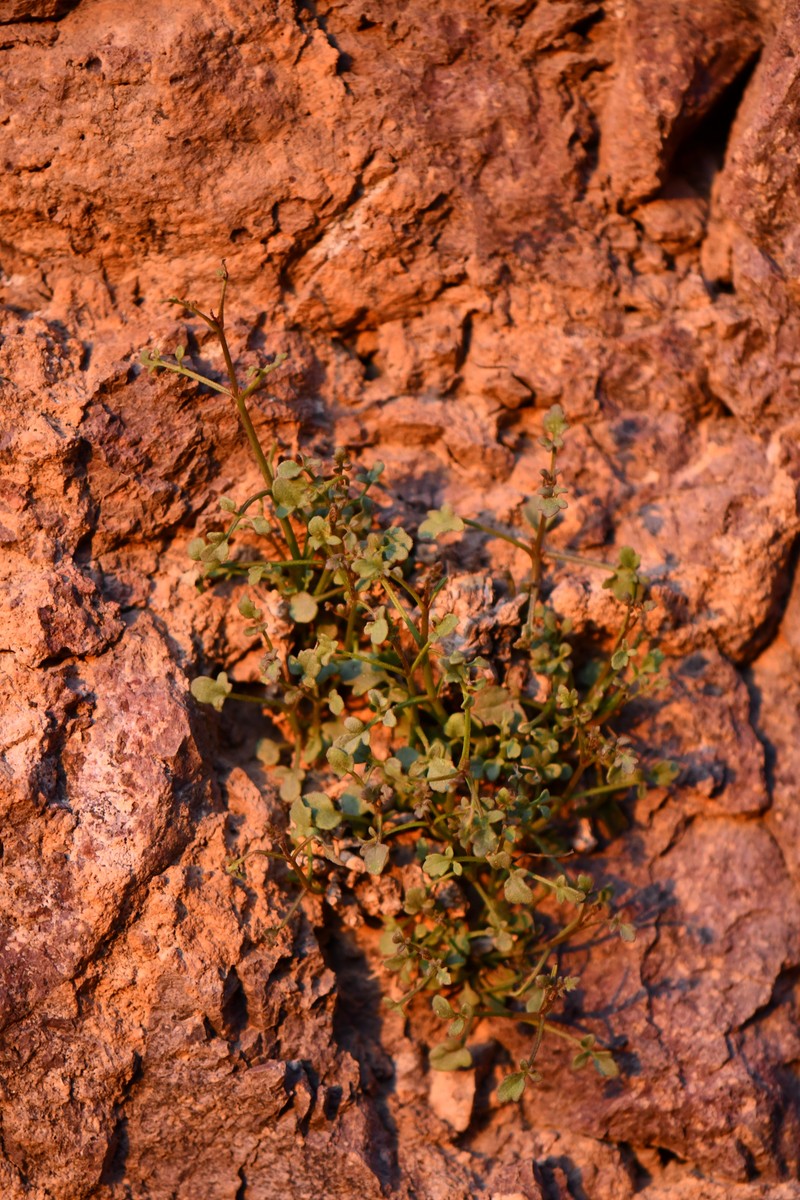 Laphamia gilensis var. gilensis photo 6