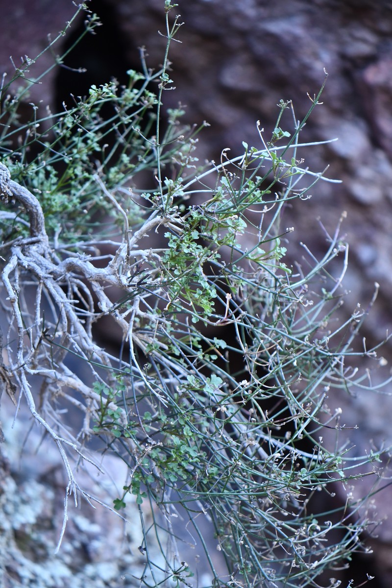 Laphamia gilensis var. gilensis photo 8