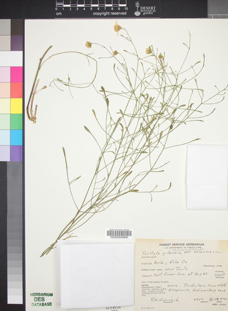 Laphamia gilensis var. salensis