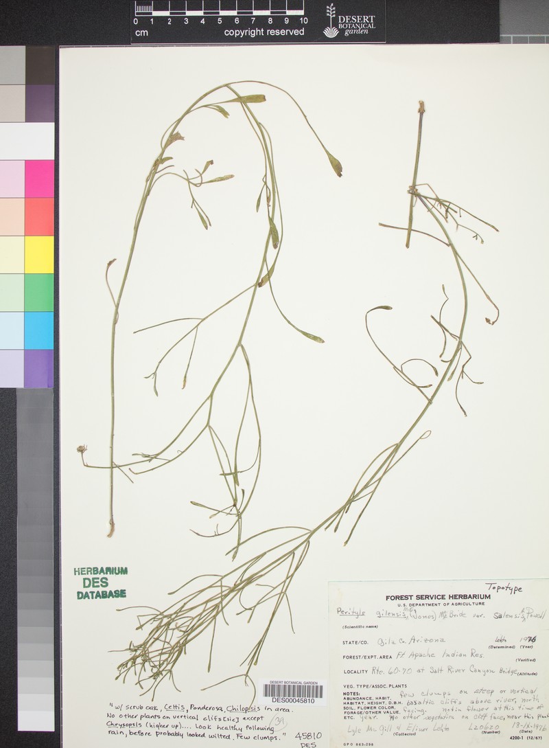 Laphamia gilensis var. salensis photo 2