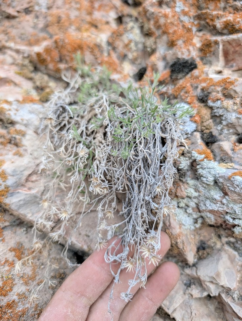 Three-Lobed Rockdaisy