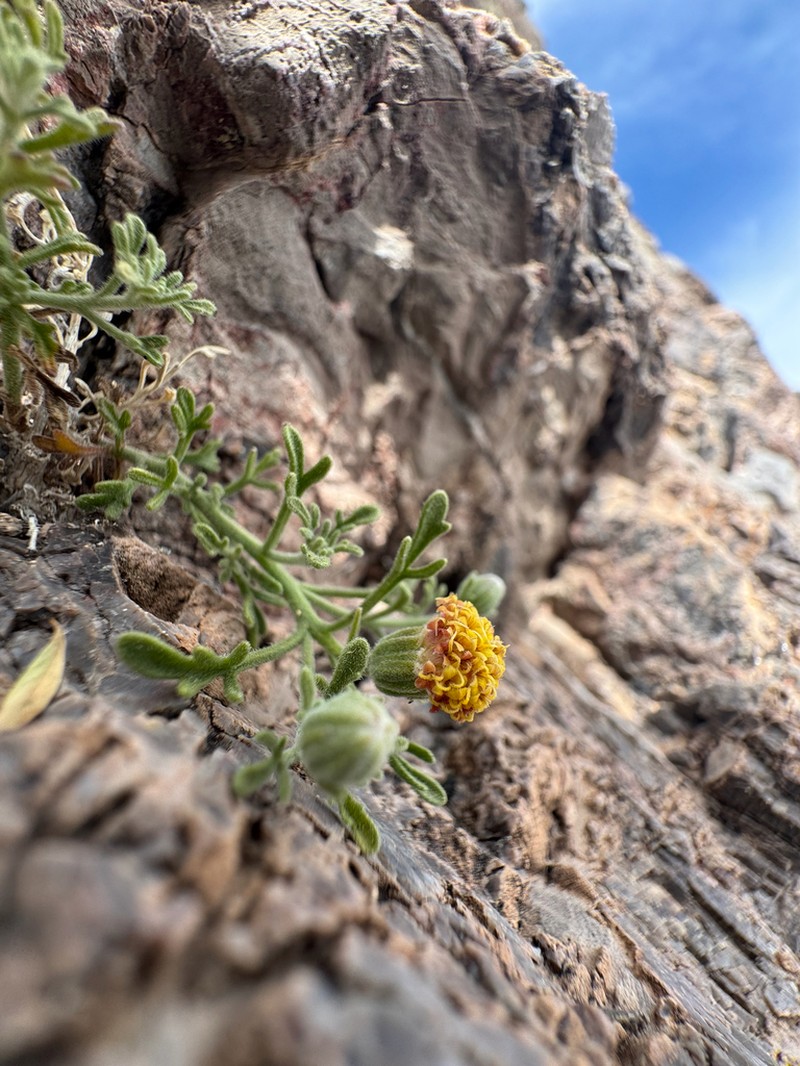 Three-Lobed Rockdaisy photo 2