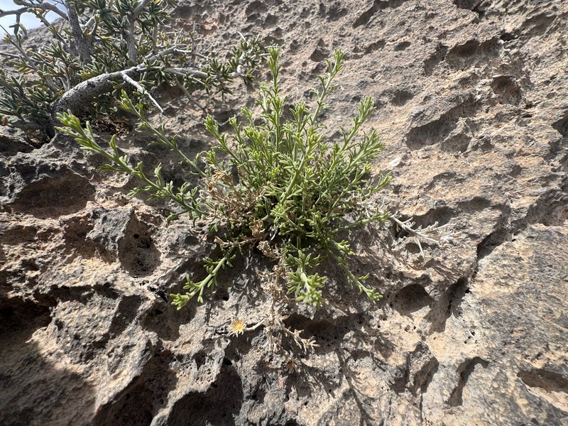 Three-Lobed Rockdaisy photo 3