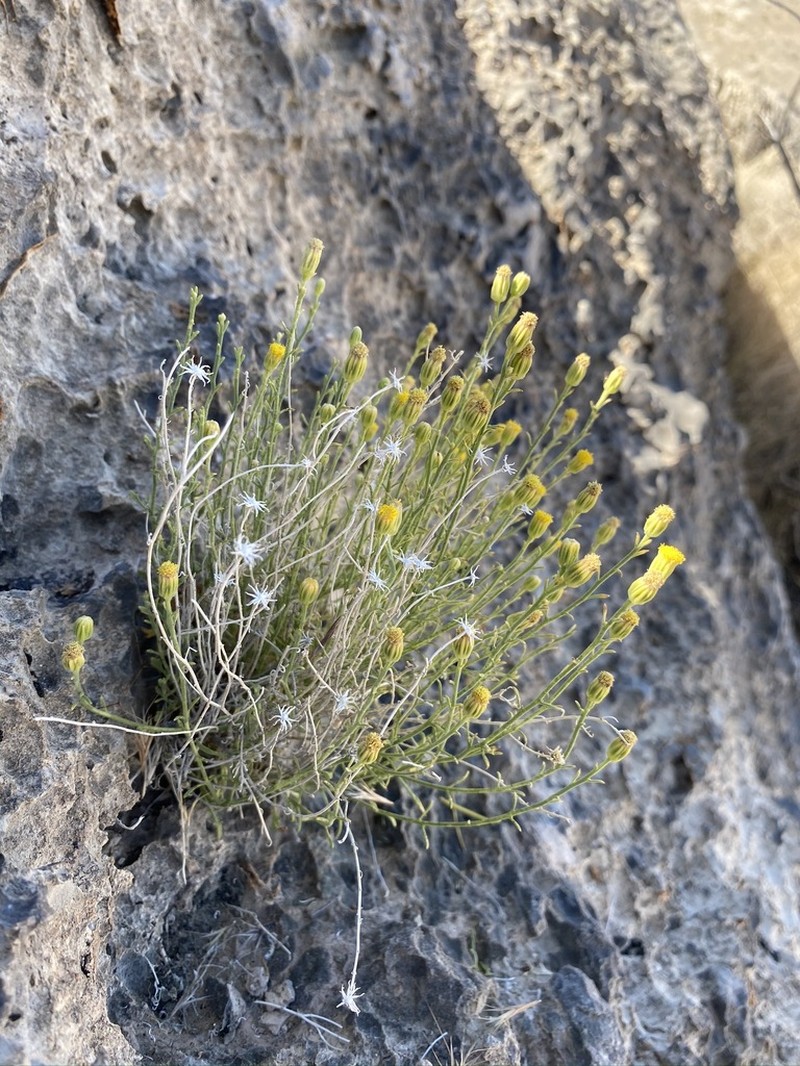 Three-Lobed Rockdaisy photo 4