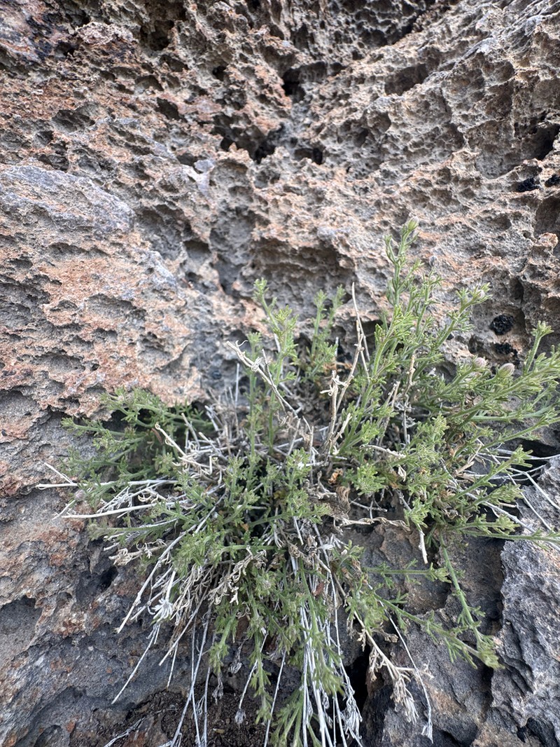 Three-Lobed Rockdaisy photo 5