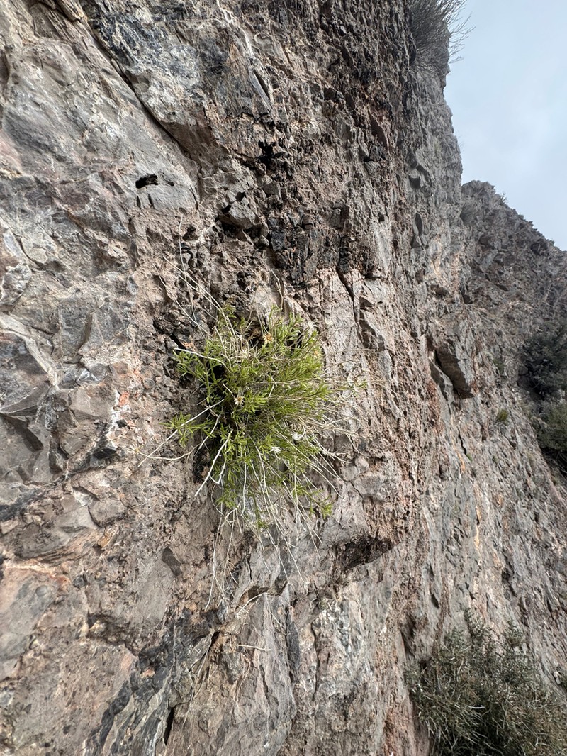 Three-Lobed Rockdaisy photo 6