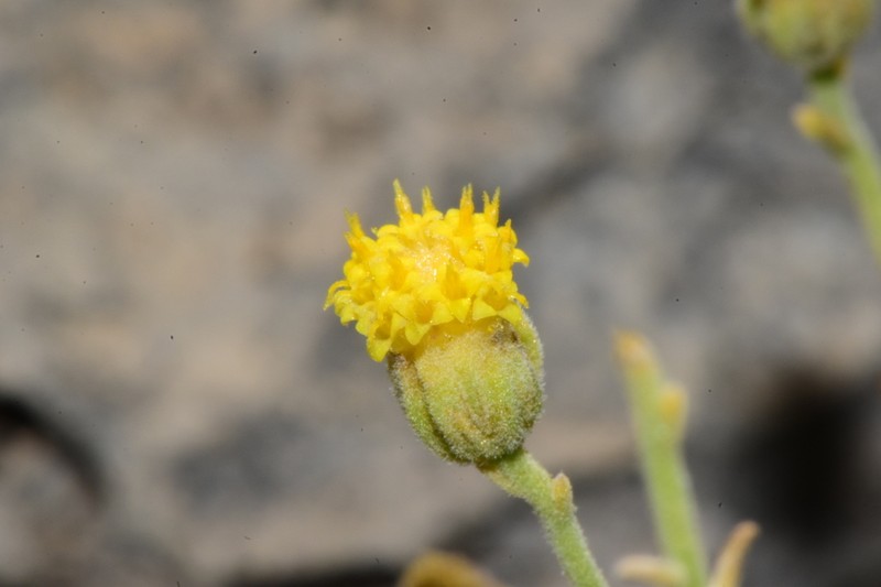 Three-Lobed Rockdaisy photo 7