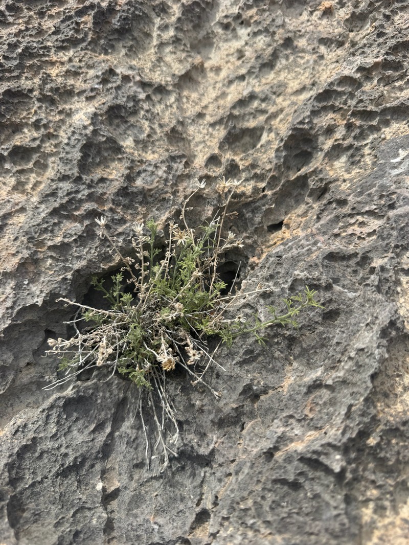 Three-Lobed Rockdaisy photo 8