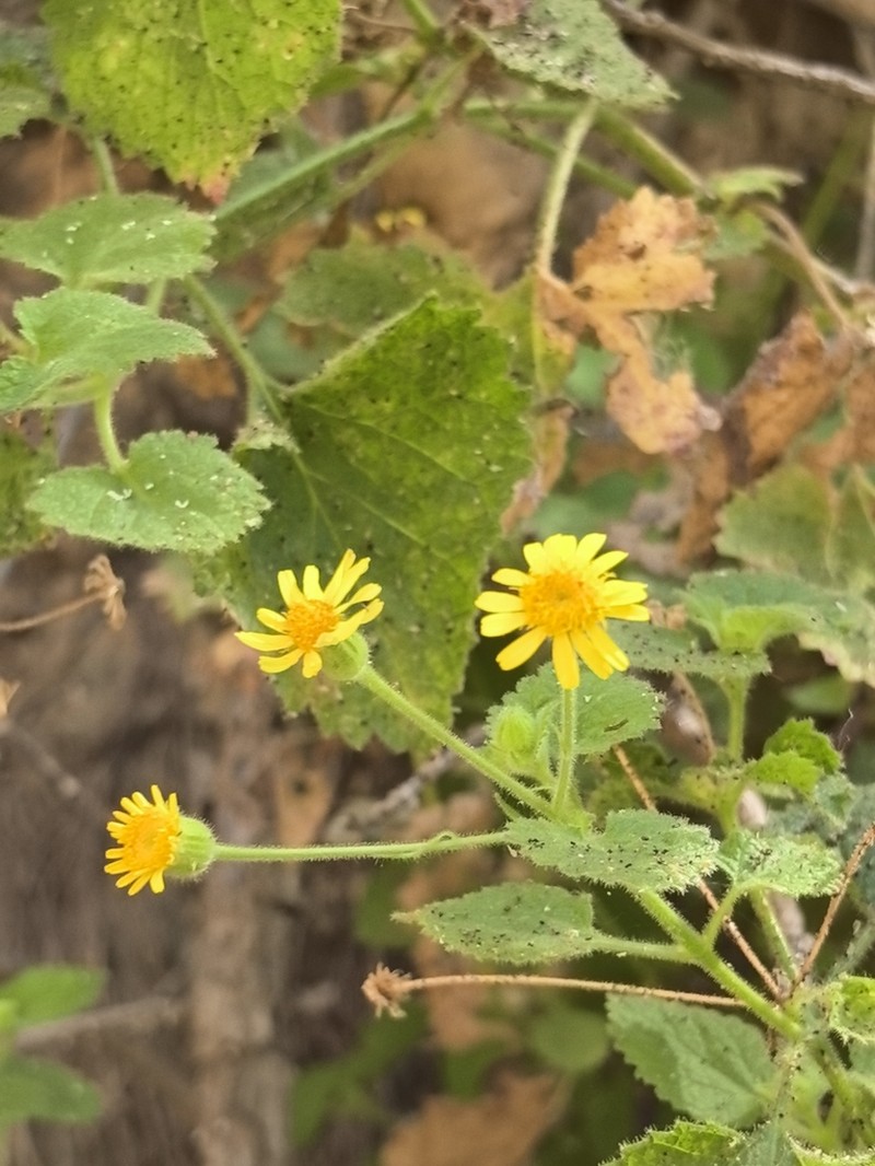 Laphamia grandifolia photo 3