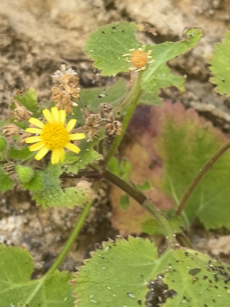 Laphamia grandifolia photo 4