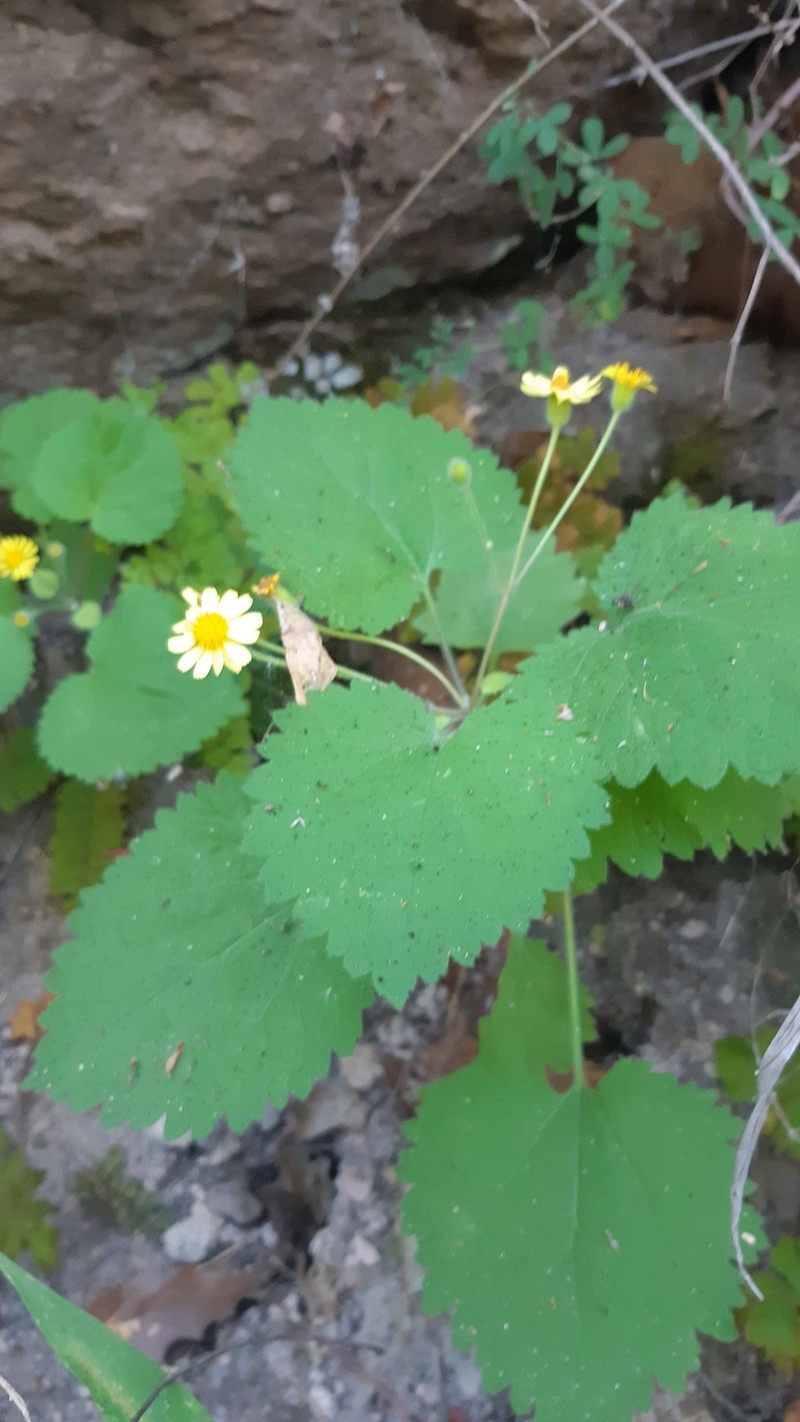 Laphamia grandifolia photo 7