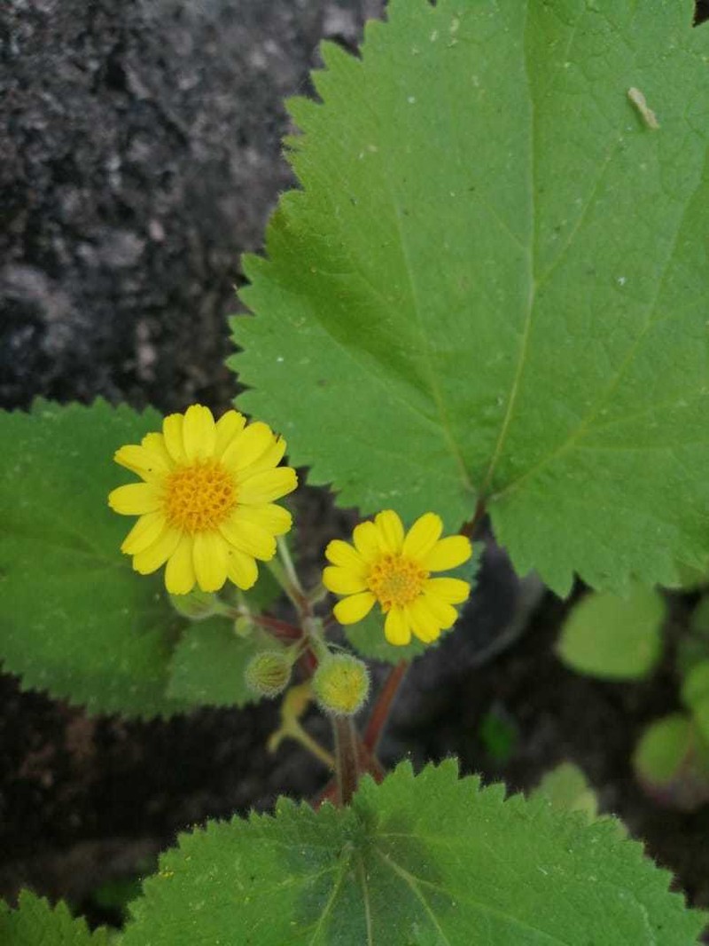 Laphamia grandifolia photo 8