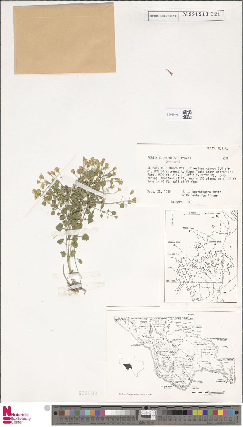 Hueco Rockdaisy