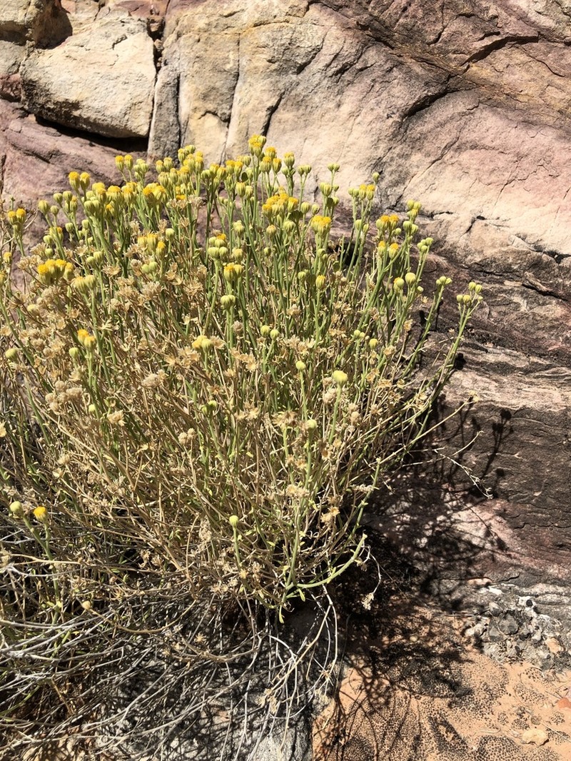 Narrowleaf Laphamia