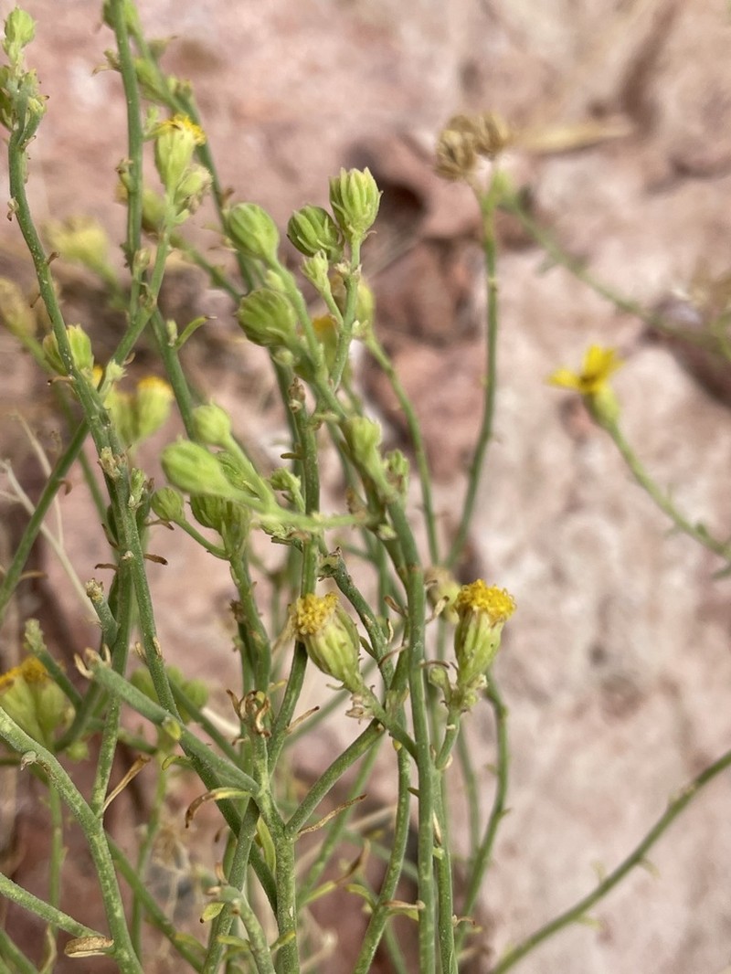 Narrowleaf Laphamia photo 2