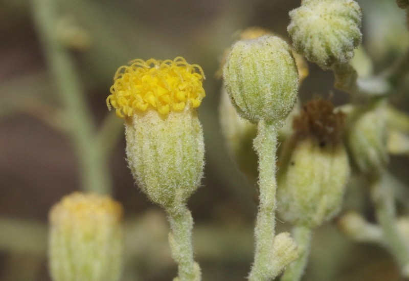 Narrowleaf Laphamia photo 3