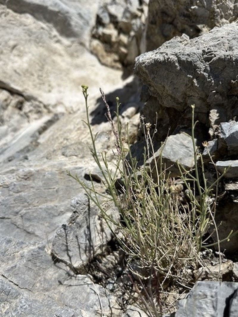 Narrowleaf Laphamia photo 4