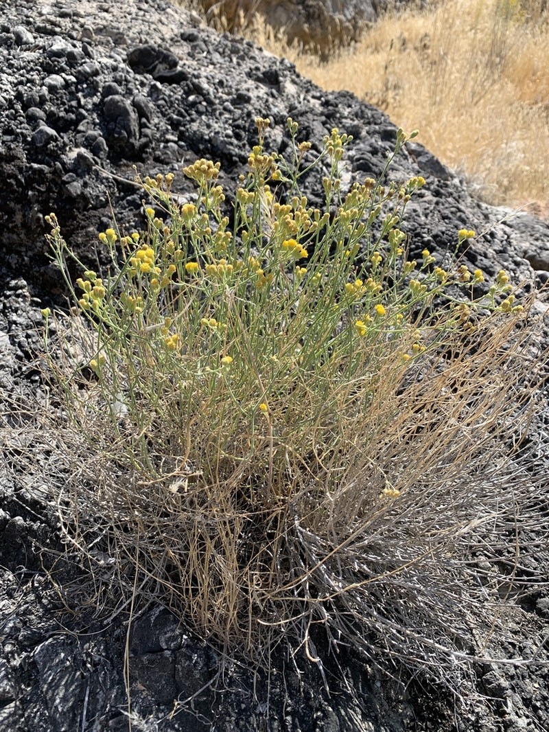 Narrowleaf Laphamia photo 5