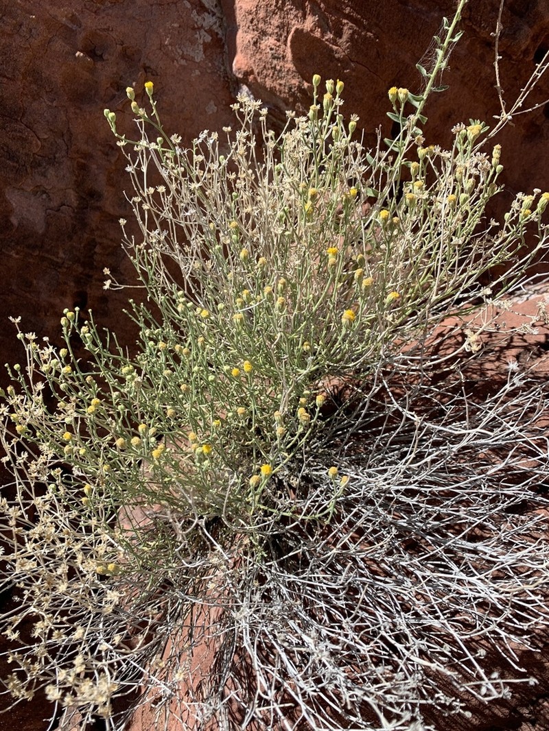 Narrowleaf Laphamia photo 6