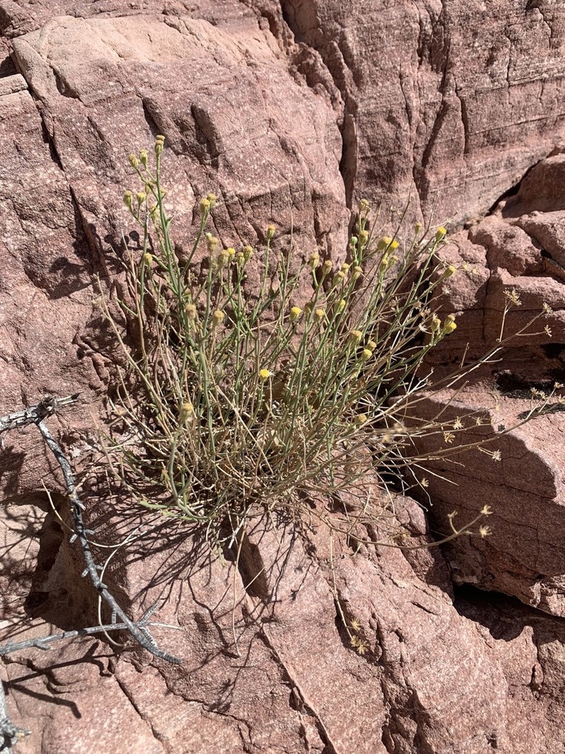 Narrowleaf Laphamia photo 7