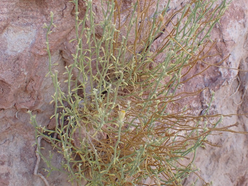 Narrowleaf Laphamia photo 8