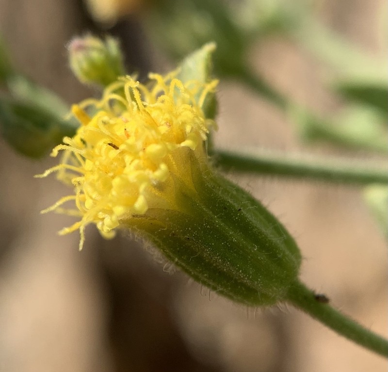 Inyo Rockdaisy