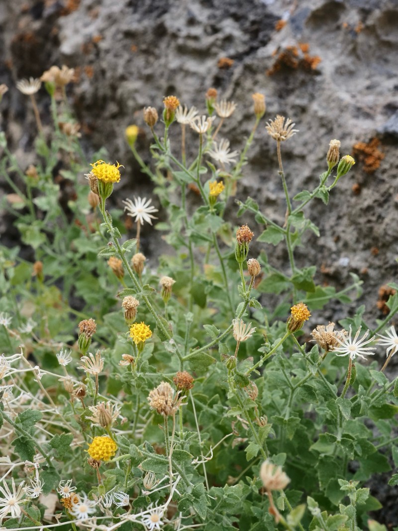 Inyo Rockdaisy photo 2