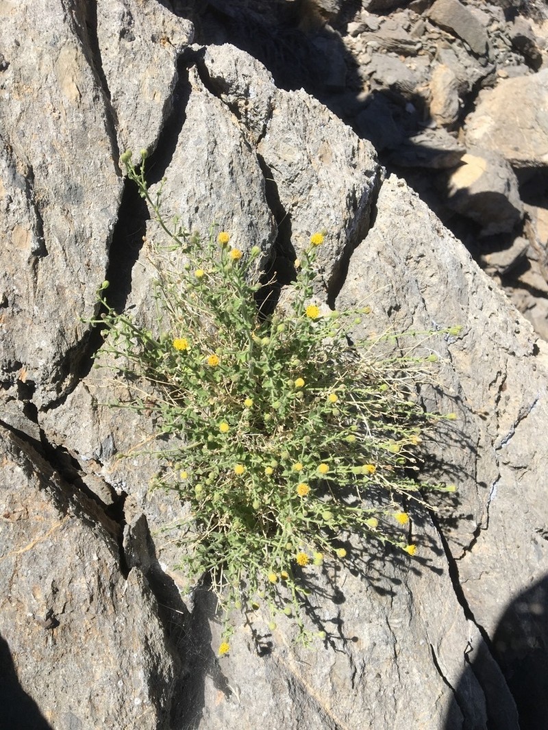 Inyo Rockdaisy photo 5