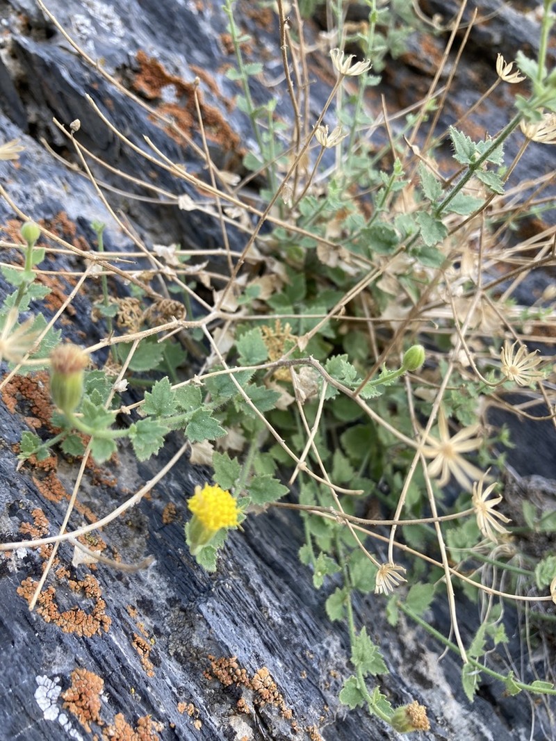 Inyo Rockdaisy photo 6