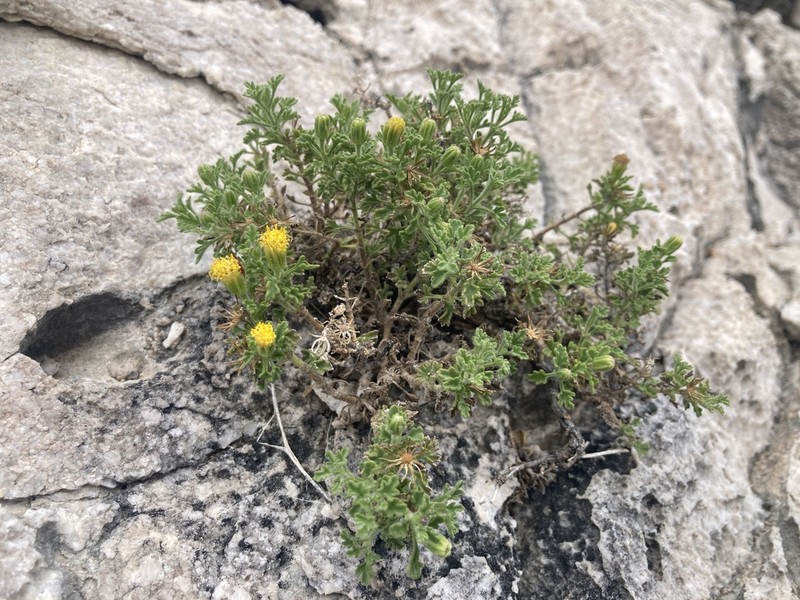 Lemmon'S Rockdaisy