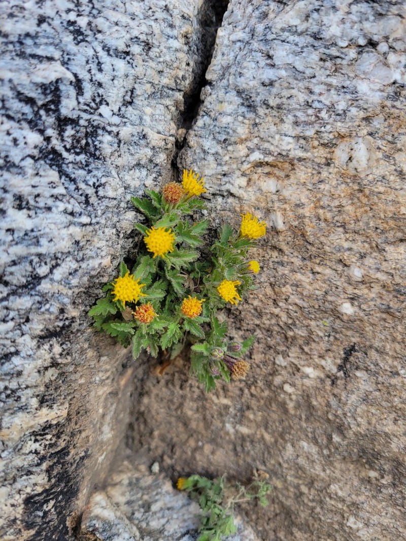 Lemmon'S Rockdaisy photo 2