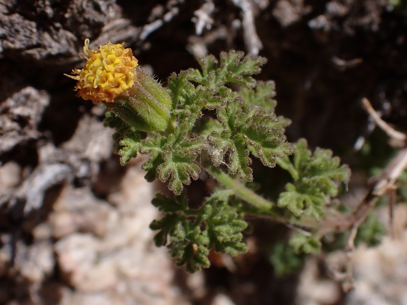 Lemmon'S Rockdaisy photo 3