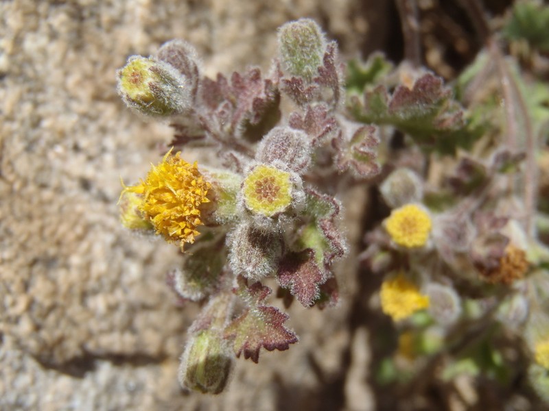 Lemmon'S Rockdaisy photo 4