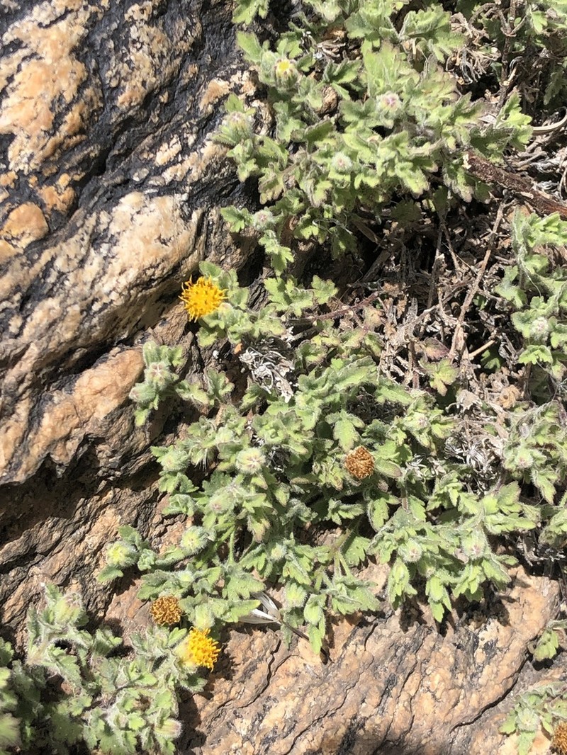 Lemmon'S Rockdaisy photo 5