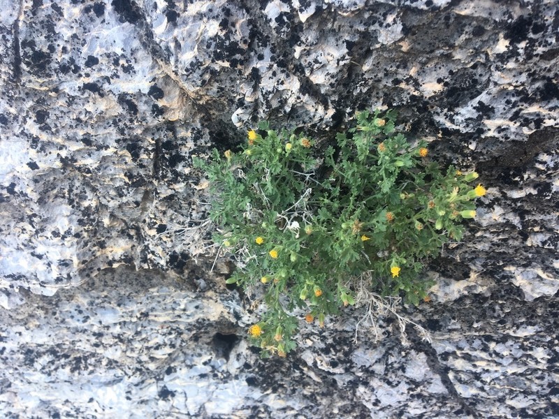 Lemmon'S Rockdaisy photo 6