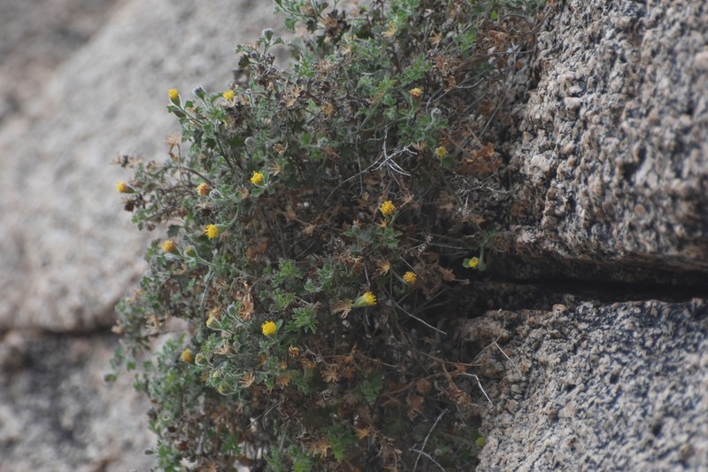 Lemmon'S Rockdaisy photo 7