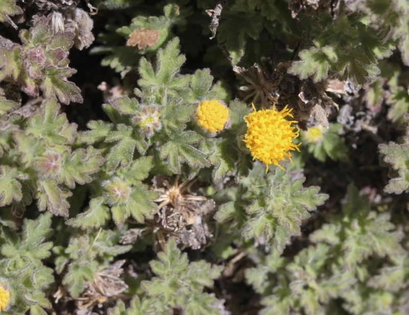 Lemmon'S Rockdaisy photo 8